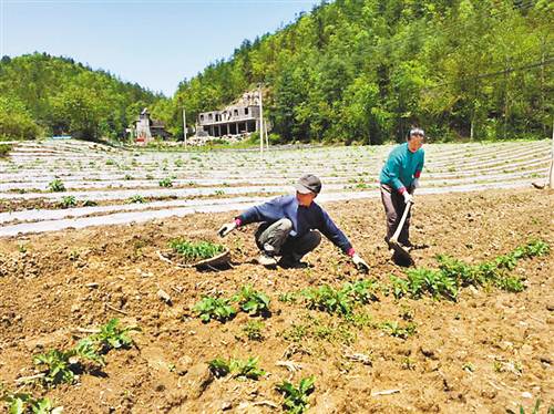 让农民驶入致富快车道(武隆苗圃合作社乡村移栽) 软件优化