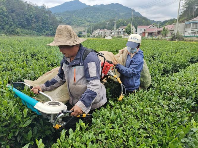 从农田到工厂！农民如何在张家界变身鲜茶叶生产线的创业先锋？(茶叶农民农田先锋生产线) 软件优化