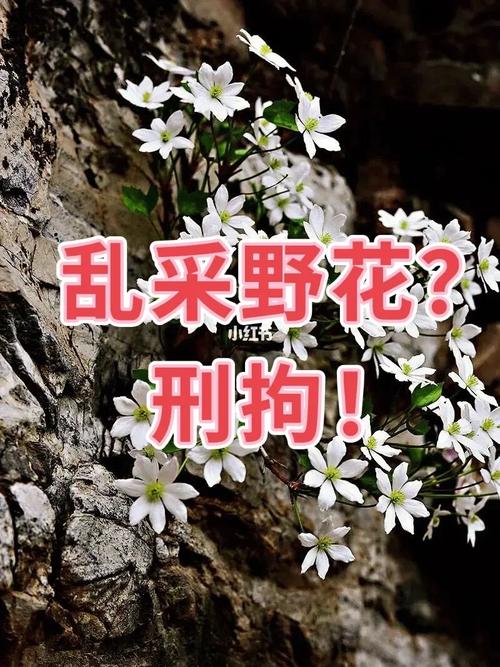 能采不？(野花本科民办高校大起学院) 软件优化