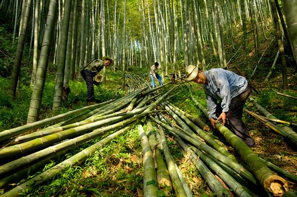 川南小县依托竹林资源助推乡村振兴(竹林林下竹笋兴文助推) 软件开发