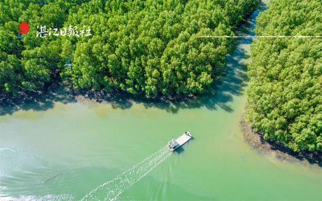 广东文旅规划出炉！这些湛江元素亮了！(文化规划出炉元素旅游) 排名链接