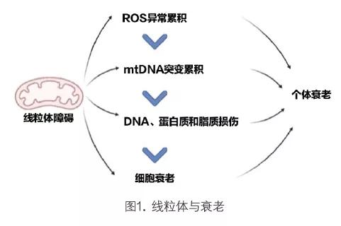 Aging Cell丨开发新的单细胞线粒体测序技术——C4_mtscATAC-seq(线粒体单细胞变异脾脏研究) 软件优化