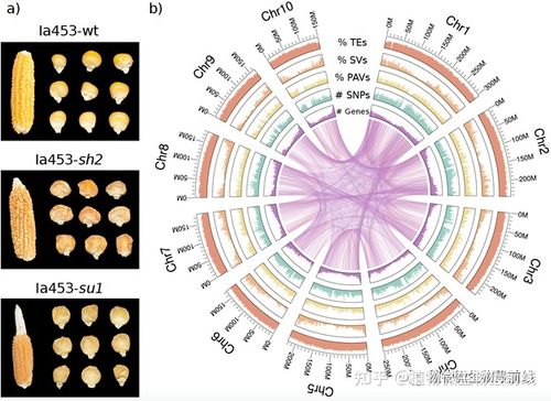 兰州大学研究团队开发群体SV合并软件（PanPop）助力泛基因组研究(合并基因组兰州大学群体研究) 99链接平台