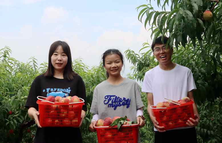 高县通书村：用企业的方式助农脱贫致富(通书桃子果农中信脱贫致富) 软件优化