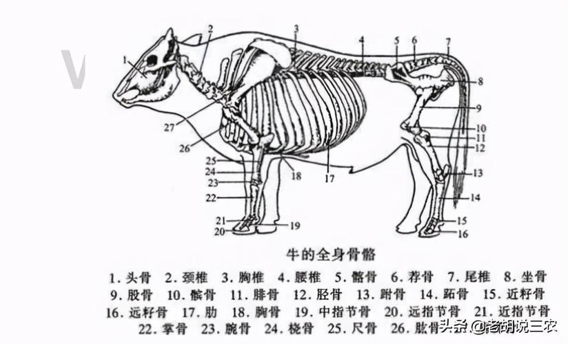 “黄牛”们用这个App生成假行驶证——揭秘交通违章代扣分背后的灰色产业链(黄牛扣分行驶证违章机动车) 软件开发