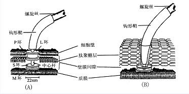 分享几个简单试用的学习和搜题工具(答案学习学法几个鞭毛) 排名链接