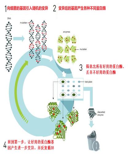 快速定向进化技术 几天即可“造出”新分子(进化定向阿诺德细胞哺乳动物) 99链接平台