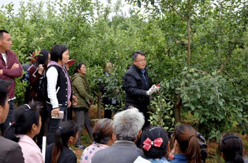 新疆阿克苏市：种植培训学习忙 苹果增效后劲强(果农苹果果树果园管理) 排名链接