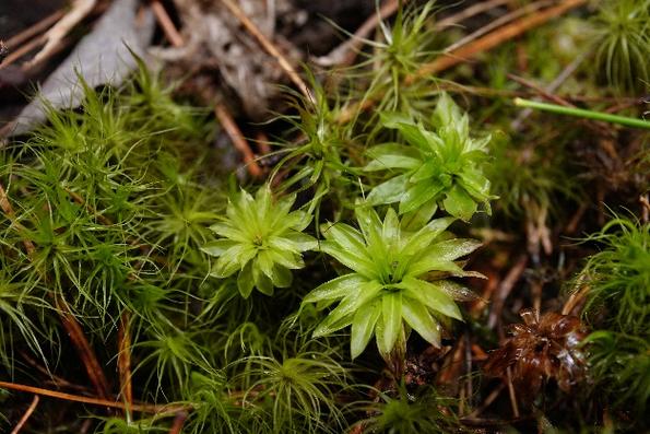 植物学家周繇的“诗和远方”(植物科考都是照片拍摄) 排名链接