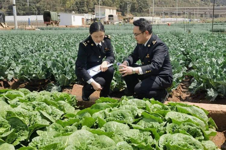 昆明：优化出口新鲜蔬菜监管模式 让“云菜”出海加速(出口监管海关模式企业) 排名链接