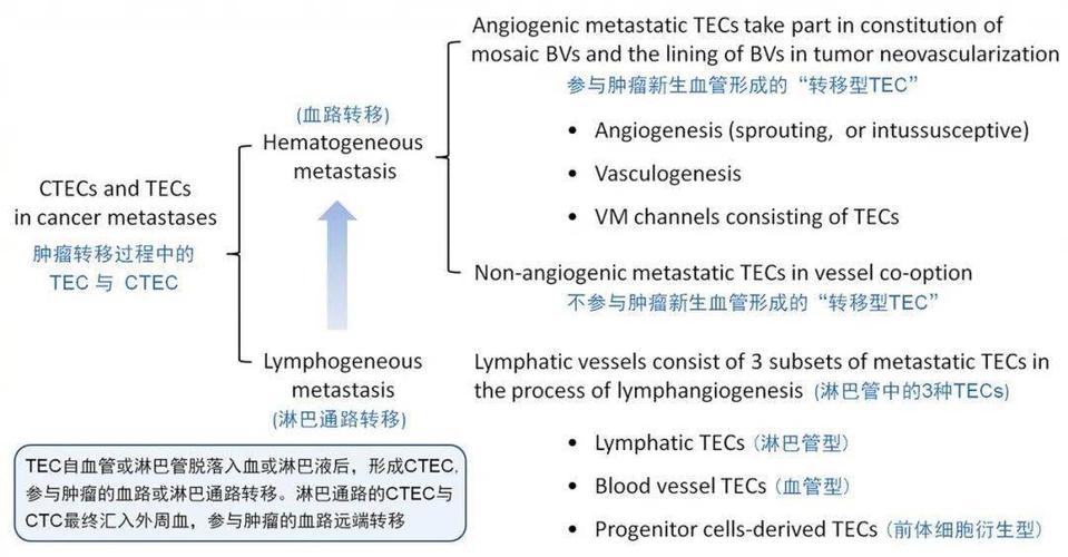 “披着羊皮的狼”– CTEC 的来龙与去脉(肿瘤细胞内皮融合血管) 排名链接