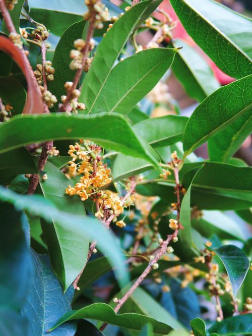 蒋坤：十月桂花香(齐鲁龙井茶桂花酒桂花香桂树) 软件优化