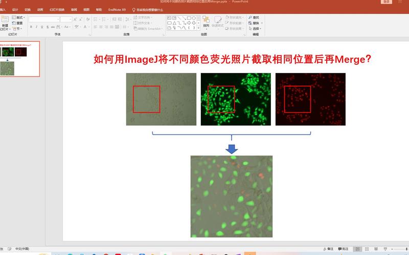 数据处理——ImageJ在科研图像数据处理中的应用(宋体荧光细胞图像分析) 99链接平台