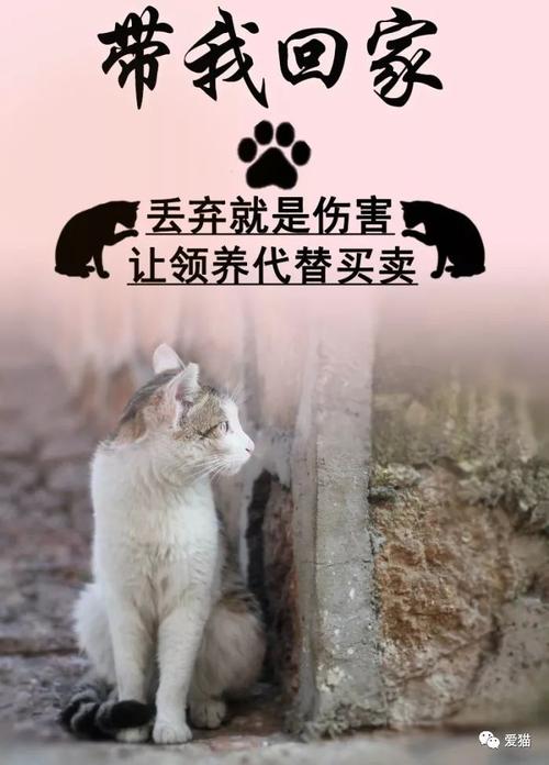 这家app年入1亿，街猫是怎么通过流浪猫赚钱的？(流浪是怎么这家直播自己的) 软件优化