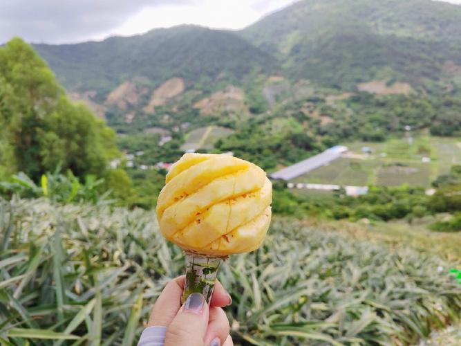 神湾菠萝防伪 可“扫码”溯源(菠萝溯源农场种植追溯) 软件开发