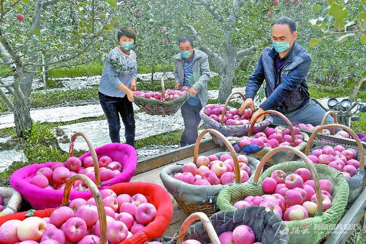 昭阳唯一试点乡镇苏家院热闹了起来(苹果苏家决胜乡镇试点) 排名链接