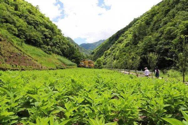 探路中医药发展 潮州如何“下功夫”？(中医药中医诊所发展种植) 99链接平台