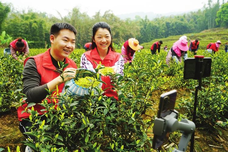 湄潭三新数字农业科技有限公司：把直播开在有机茶园里(茶园湄潭有机科技有限公司直播) 排名链接