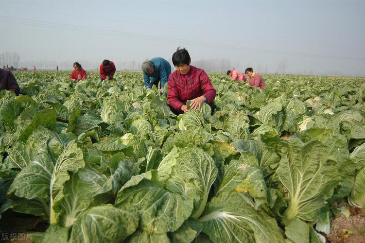 宝鸡高新区待开发土地中的白菜心在哪？——高新旺座(高新区土地开发白菜心品鉴) 99链接平台