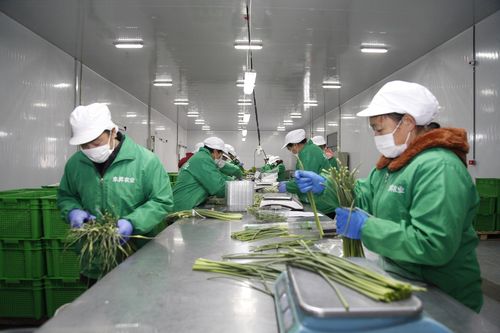 开创国内电商先河(生鲜京东工厂植物蔬菜) 99链接平台