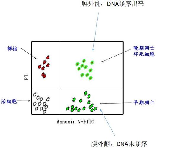 「病理科项目小科普」之浅谈流式细胞术(细胞流式理科科普细胞因子) 软件开发