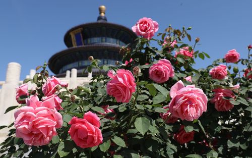 没看够祈年殿(天坛祈年月季新京报我说) 排名链接