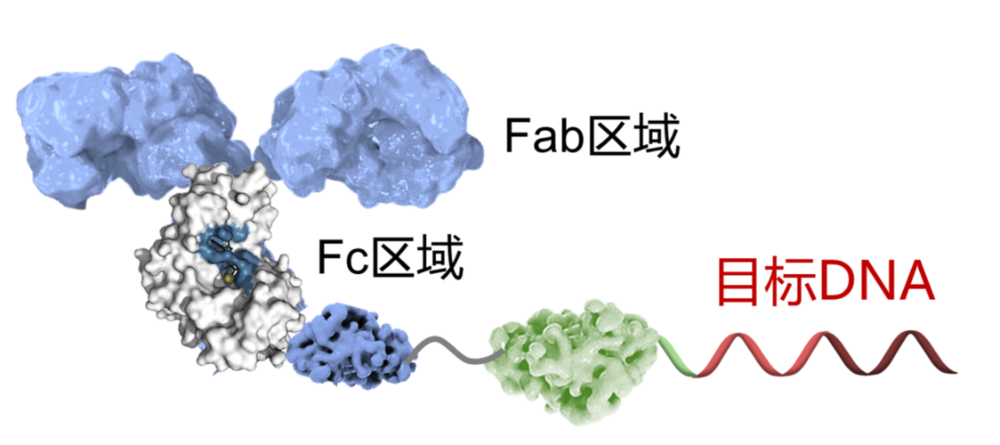 为企业突破不懈耕耘(诺尔团队科研研发抗体) 软件开发