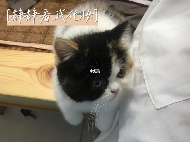 这么多可爱的云养猫APP你不下载一个？(这么多你不养猫还不够猫咪) 排名链接