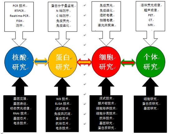 这几个热门方向被广泛看好(领域干细胞技术常规生物) 99链接平台