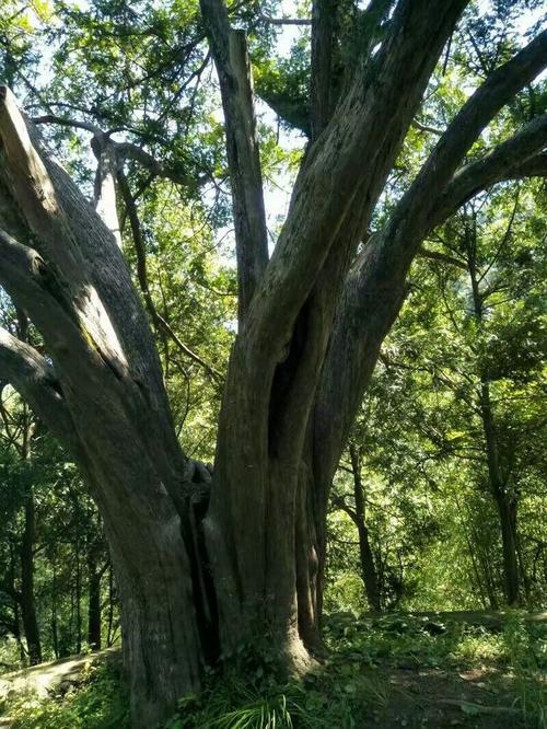 一定要去看看(红豆杉园区植物地质公园植被) 99链接平台