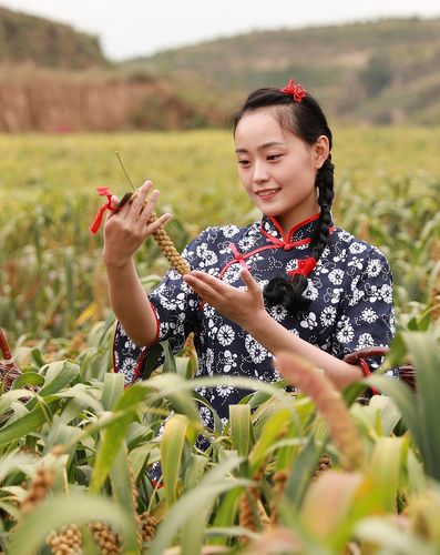 【米脂篇二主稿】品牌赋能：十万亩小米流香全国(小米谷子农产品种植加工) 软件开发