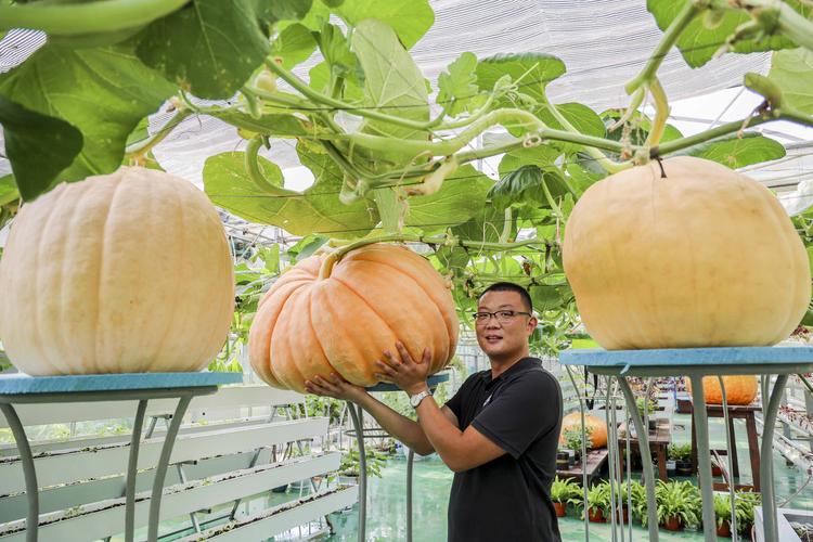 重庆长寿培育出太空育种蔬菜(蔬菜育种太空南瓜环球) 排名链接