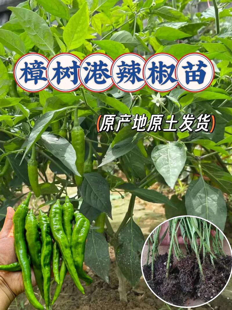 欢辣湖南丨“湖南椒点”为何是它(樟树辣椒种植采摘秧苗) 99链接平台