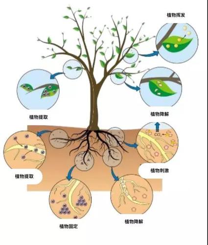 植物微生态修复技术——生态修复的革新之路(生态修复植物技术革新) 排名链接