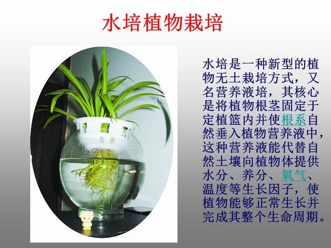 水养植物升级版：如何在 30 天内让绿植生机勃勃？神秘养料大揭秘！(植物养护养料施肥养分) 软件开发