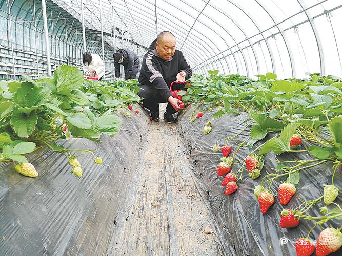 有人“日进斗金”有人转战短视频(草莓万元种植产业链大棚) 99链接平台