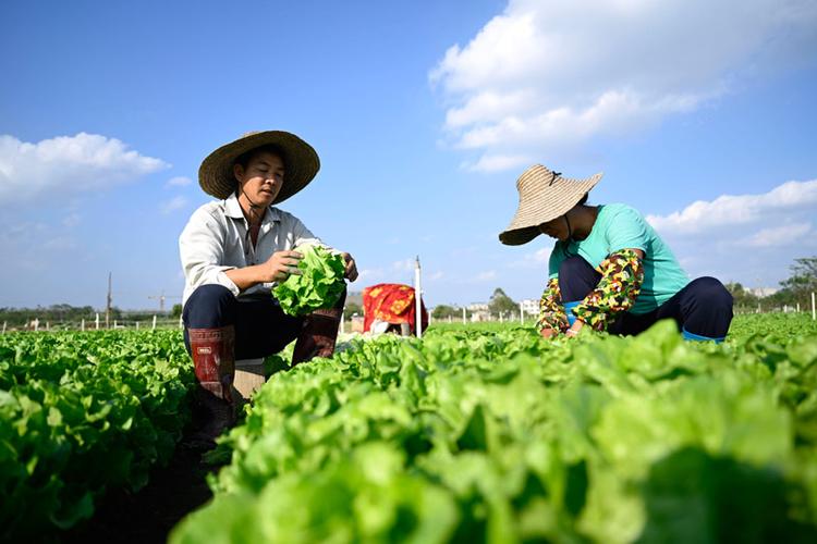 数说广西：年产蔬菜3000多万吨成“南菜北运”基地(中平蔬菜新华网秋冬自治区) 软件优化