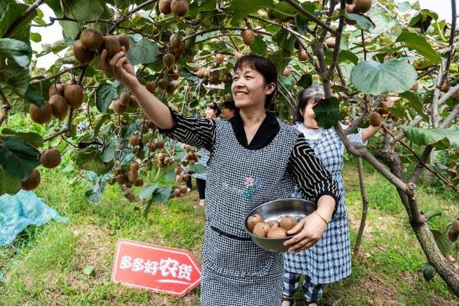 新疆雪蟹首次入驻，联合30万商家共庆丰收(丰收农产品消费者红薯大闸蟹) 软件开发