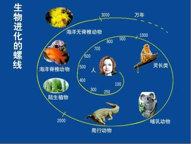 你知道怎么实时模拟生物形态进化吗？(演化形态生物基因种群) 软件开发