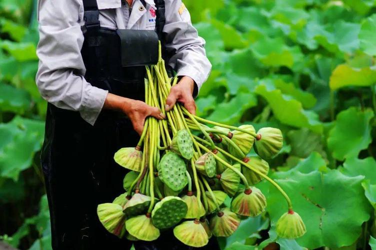 一天赚3万！杭州正大量上市！(莲蓬一天赚上市采摘荷塘) 软件开发