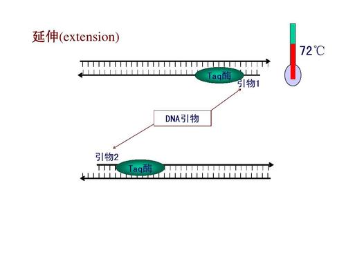 默克生命科学 | PCR/qPCR/dPCR实验设计(引物碱基核苷酸探针序列) 99链接平台