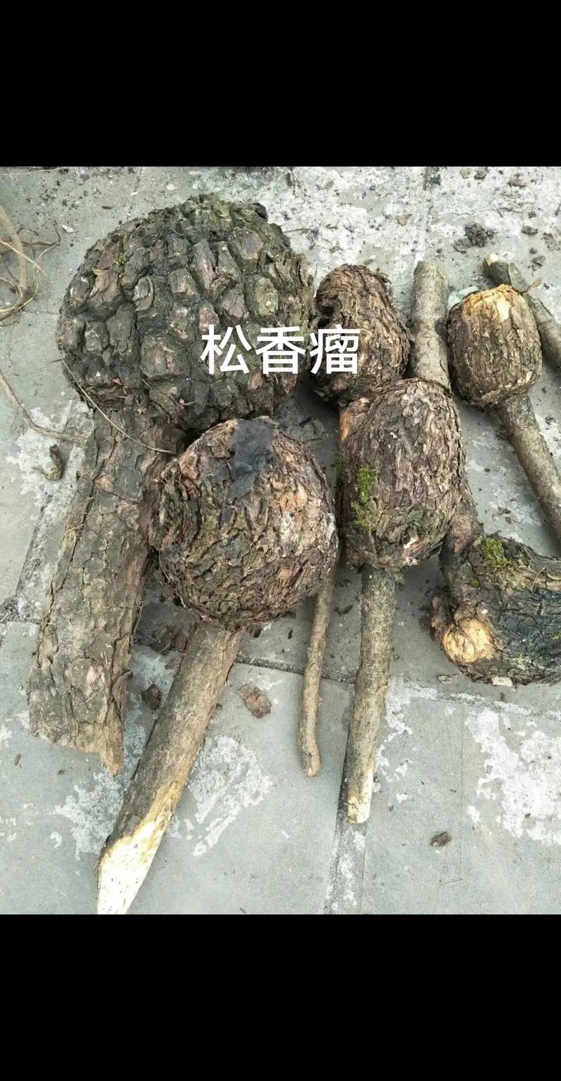 不用树木就能生产木制品(贝克树木细胞砍伐技术) 软件优化