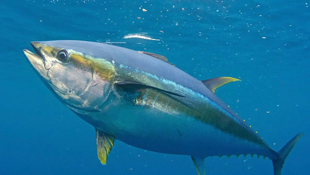 科学家使用CFD软件研究海洋生物习性(金枪鱼海龟鱼类海洋生物教授) 软件优化