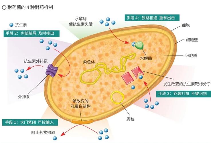 PHA走向产业化(微生物细胞生物质粒团队) 软件开发