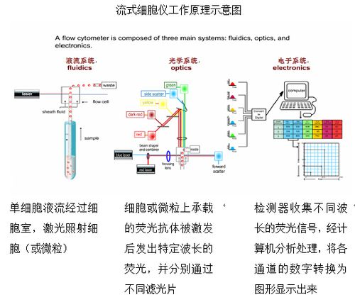 流式细胞分析仪硬件设计方案(细胞流式分析仪硬件设计方案) 软件开发