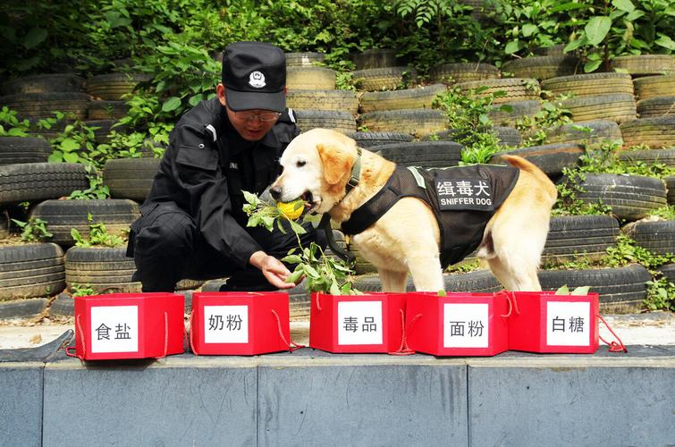 软萌可爱！小码缉毒犬火出圈(警犬缉毒出圈训导就会) 软件优化