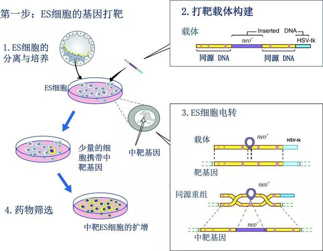 利用形态发生辅助转化技术（MAT）显著提高高粱的遗传转化和基因编辑效率(转化基因高粱效率形态) 排名链接