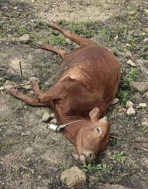 车主笑了，黄牛哭了(标书线上黄牛流程车主) 排名链接