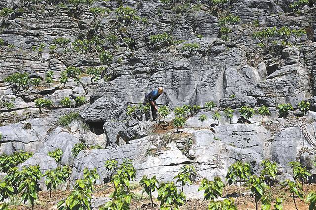 石窝披“绿装” 荒山变“花果山”——重庆市彭水县石漠化治理见闻(花椒荒山种植治理王家) 99链接平台